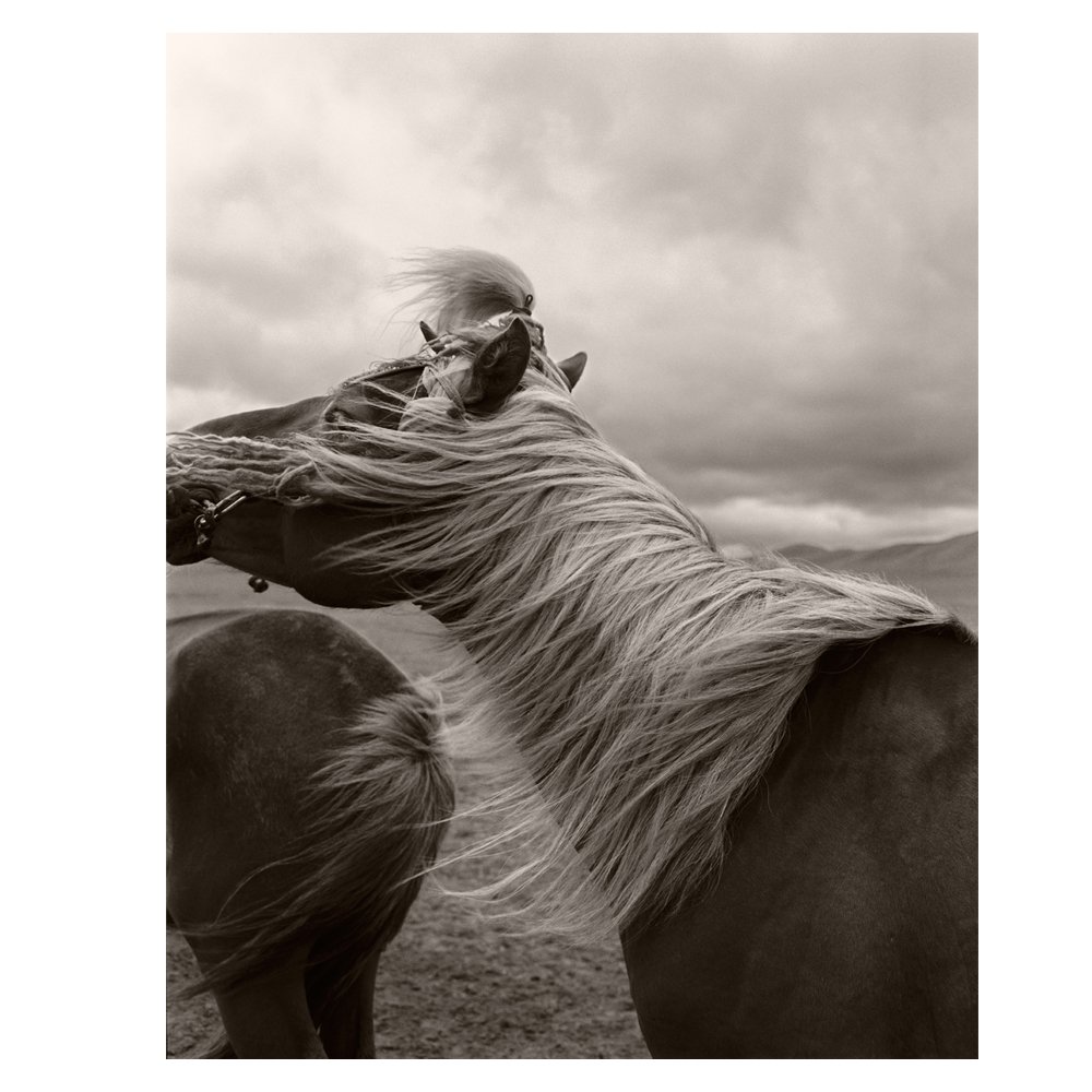 Horse in Mongolia by Anne Menke, FROM $1,000