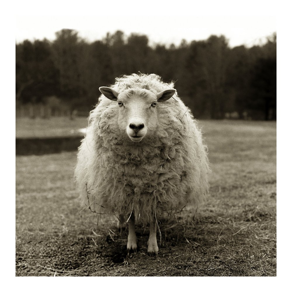 Larissa's Sheep by Valerie Shaff, FROM $1,500